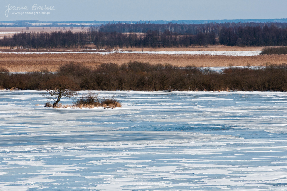 031_Biebrza - marzec 2013.jpg